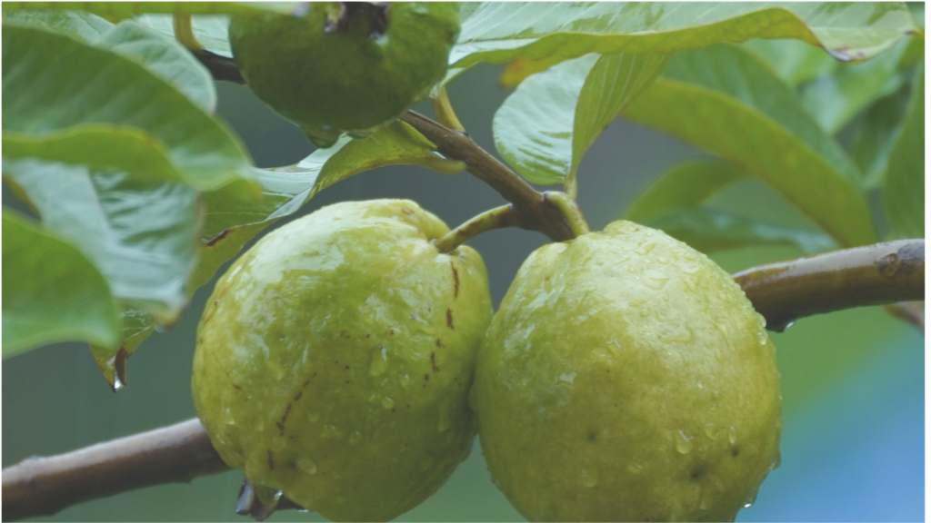 Health benefits of guava, guava uses, guava for skin, guava for digestion, guava for immunity, guava for heart health, guava for diabetes